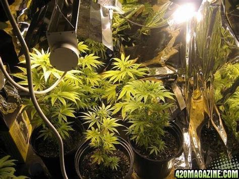 It can be really tricky at times because. over vs under watering signs | 420 Magazine