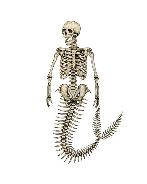 Mermaid Skeleton Mini Art Print By Alifera Mermaid Skeleton Skeleton