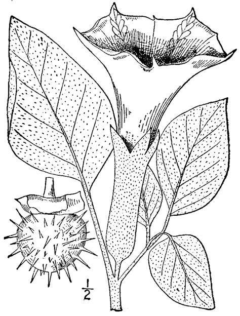 Large Image For Datura Metel Usda Plants