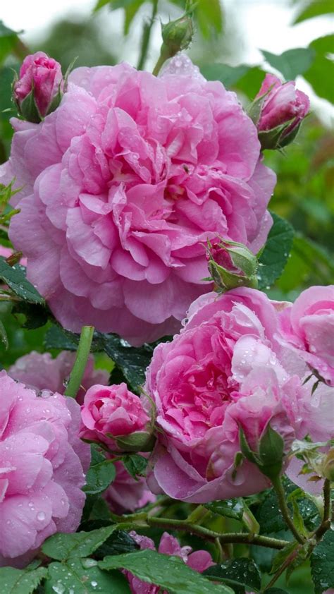 Download Wallpaper 938x1668 Rose Flowering Bush Drop Freshness