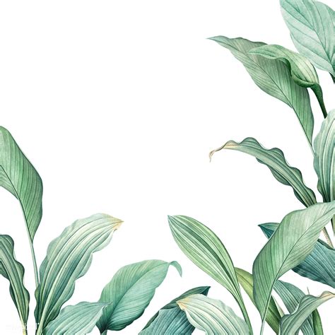 Fall or autumn season is often associated with colorful trees and falling leaves. Tropical leaves background | Free transparent png - 594528