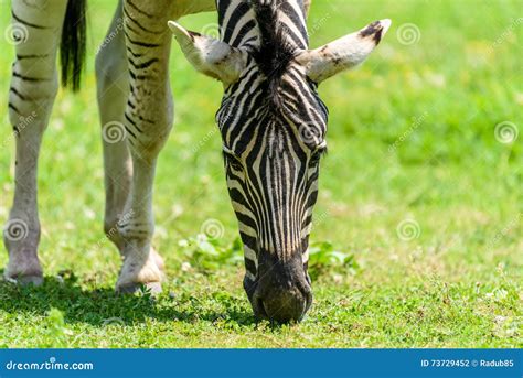 Wild Zebra Grazing On Fresh Green Grass Stock Photo Image Of Animal