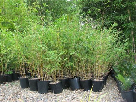 Which is the best bamboo plant for privacy? Alphonse Karr | Bamboos Wholesale