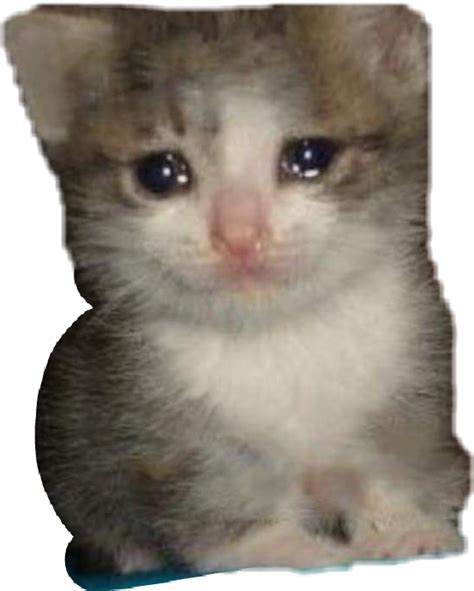 Crying Cat Meme Png Png Mart