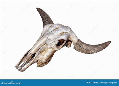 Head Cow Skull With Horns Isolate On White Stock Image Image Of