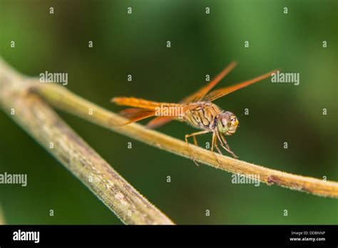 Dragonfly Bite Images Hi Res Stock Photography And Images Alamy