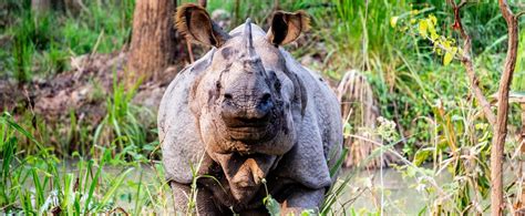 Rhino Conservation In Nepal Projects Abroad