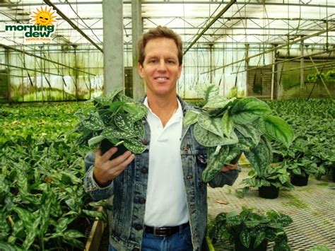 The silver cloud devil's ivy is a rare, but easy to grow indoor vine native to indonesia. Philodendron - Morning Dew Tropical Plants