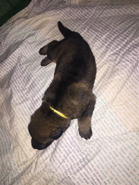 We have been registered breeders for over 25 years and have imported no words of description of these puppies can explain the love and how proud i am of the wonderful caring mother of these pups and the puppies playful. AKC OHIO German Shepherd Puppies | German Shepherd Dog ...