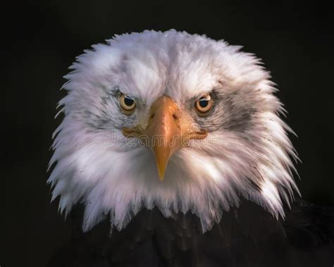 Portret Van Een Kale Adelaar Stock Afbeelding Image Of Holland Mooi