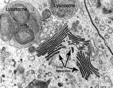 Animal cell structure under electron microscope. HistoLab4a.htm