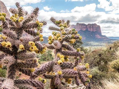 They feel right at home in modern landscapes or more traditional southwest xeriscapes and make beautiful focal points for small and large yards. Cane Cholla Cactus Photograph by Barbara Zahno