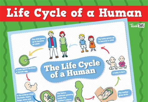 Life Cycle Of A Human Coloring Page Free Printable Coloring Pages