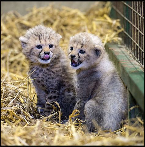 Rare Cheetah Cubs Born At Longleat Discover Animals