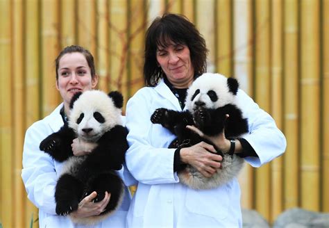 Toronto Zoo Reveals Names Of Twin Giant Pandas 1 Cn
