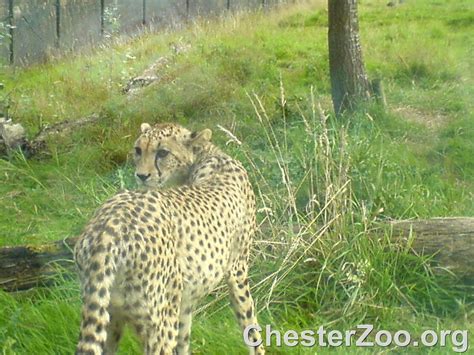 Cheetah One Of The Zoos Stuning Cheetahs Visit Chester Zoo Chester