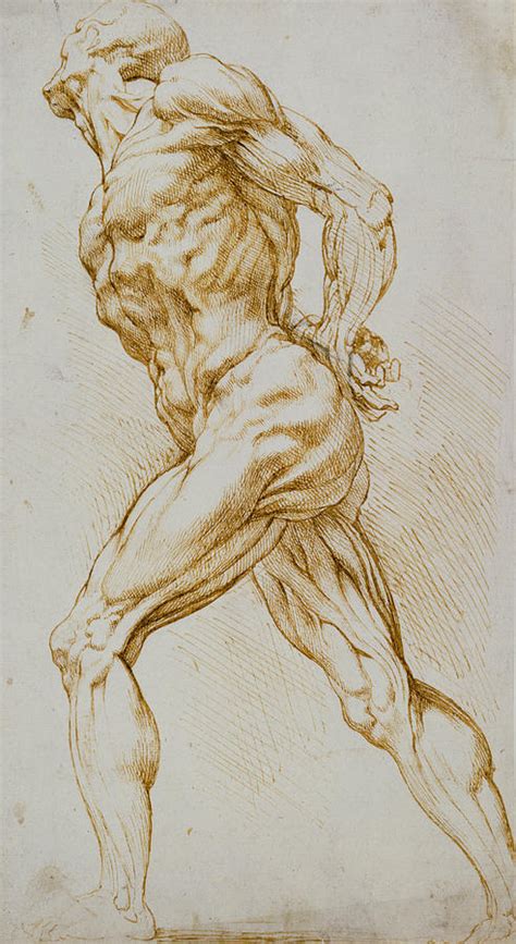Anatomical Study Drawing By Rubens Pixels Merch