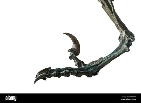 Fósil De La Garra De Velociraptor Velociraptor Es Un Dinosaurio Carnívoro Vivió En La época Del