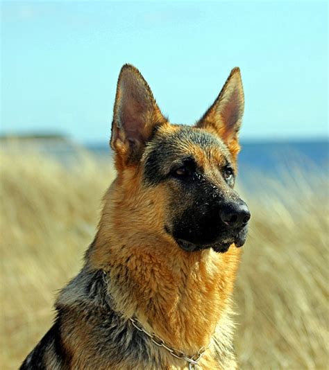 German Shepherd Dog Male · Free Photo On Pixabay