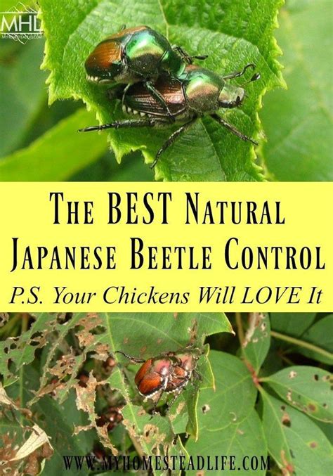 The Best Natural Japanese Beetle Control Ps Your Chickens Will Love