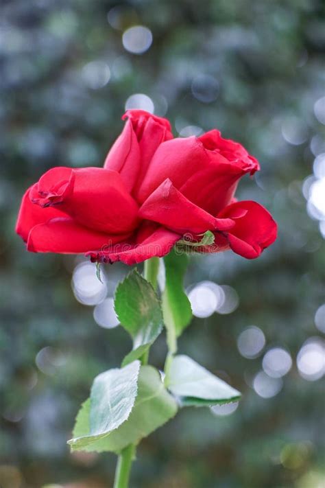 Beautiful Red Rose Petals Photo Stock Photo Image Of Elegant Pink