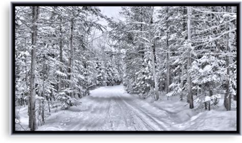 Winter Wonderland A Snow Covered Forest Road In A Wintry Landscape