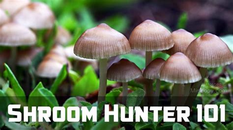 Shroom Hunter 101 How To Identify Magic Mushrooms In The Wild Miscopy