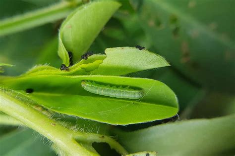 How To Identify And Control Beet Armyworms Spodoptera Exigua