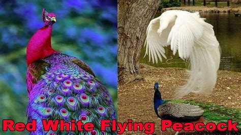 The Flying Peacock 5 Best Red White Peacock Movements Birds Animals