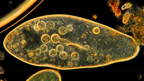 Amazing Microscopic Hd Video Paramecium Feeding Youtube