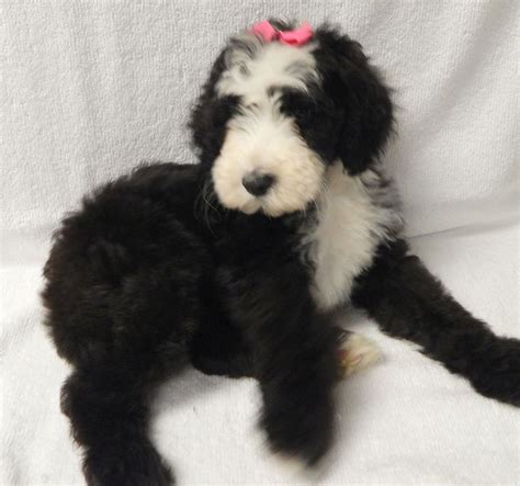 Mini Sheepadoodle Feathers And Fleece Puppy Paws Sheepadoodle