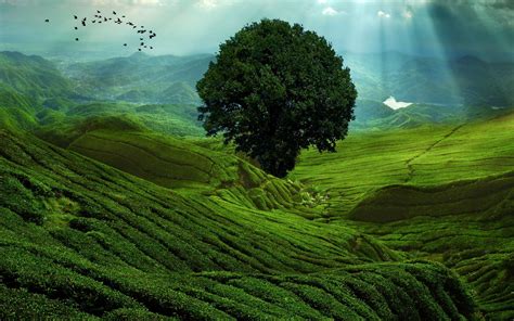 Green Mountain Landscape Hd Wallpaper Background Image