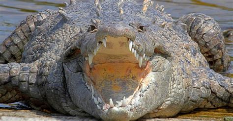 Alligator Vs Crocodile Vs Caiman Those Differences Also Affect The