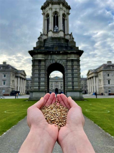 legumes fuelling your body by sustainable means healthy trinity trinity college dublin