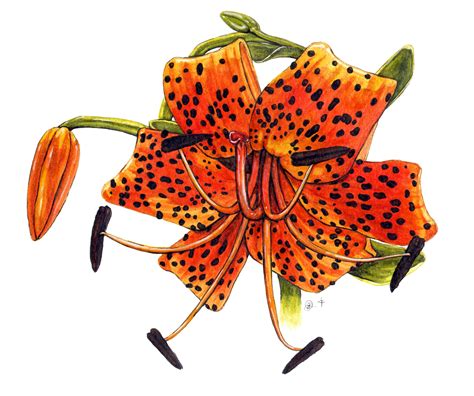 Tiger Lily Watercolor On Paper Bowling Green Arts Council