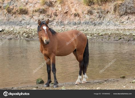 Caballo En El Río — Foto De Stock © Twildlife 191944442