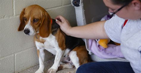 Beagles Rescued From Puppy Mill Arrive At Encinitas Shelter The San