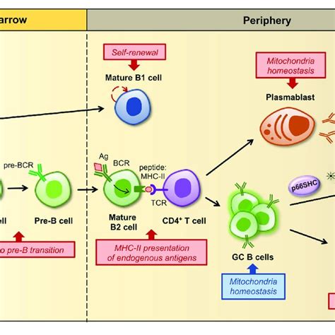 Regulation Of B Cell Development Activation And Differentiation By