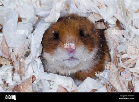 Pet Syrian Hamster Stock Photo Alamy