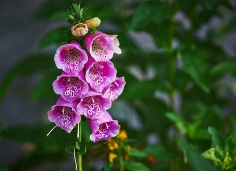 10 Pretty Plants You Didnt Know Were Poisonous Bob Vila