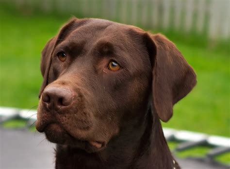 25 Wonderful Chocolate Labrador Retriever Dog Pictures And
