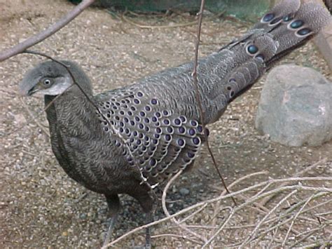 Maybe you would like to learn more about one of these? Grey Peacock Pheasant pair - Pheasants : Grey Peacock Pheasant