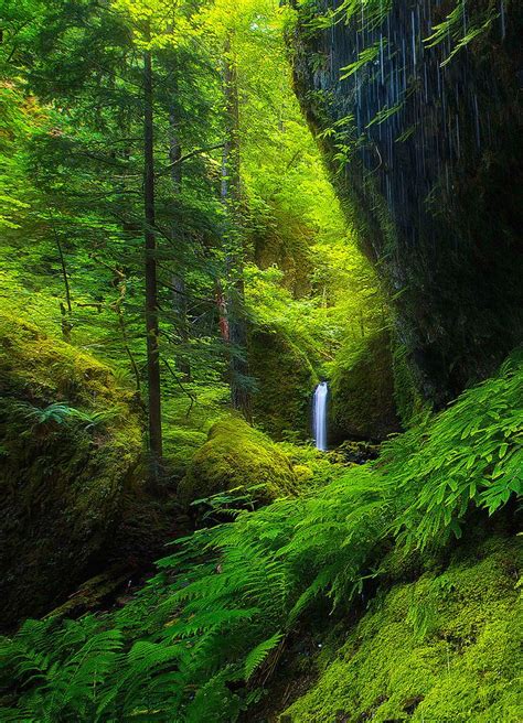 Weeping Grotto ~ Chris Williams Mossy Grotto Falls Oregon Walk In