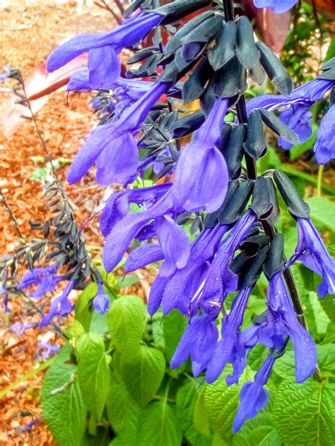 Learn to recognize ladybug larvae. How to introduce Ladybugs into my garden... | Bunnings ...