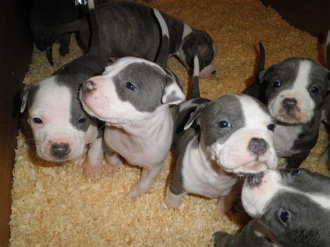 American Staffordshire Pit Bull Terrier Puppies Pethelpful