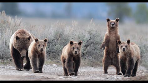 Grizzly Bear 399 And 4 Cubs The Best Of 2021 In 5k Wildlife Photography