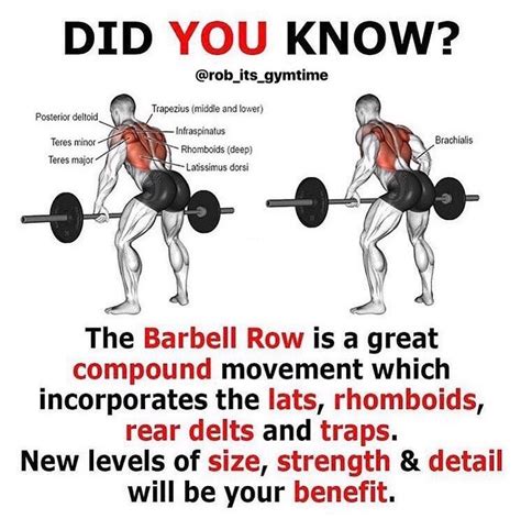 Barbell Rows Are A Full Body Compound Exercise They Work Your Upper