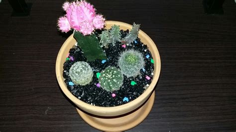 For information on how to build a cactus garden, read on. Cactus garden | Cactus garden, Cactus, Garden