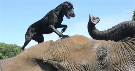 Bella The Dog Bubbles The Elephant Are Adorable Besties Video