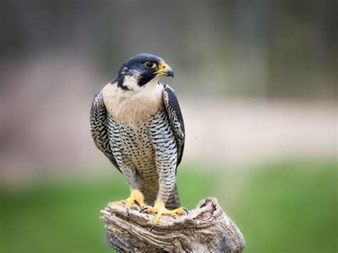 Male Vs Female Peregrine Falcons How To Tell The Bird Fact